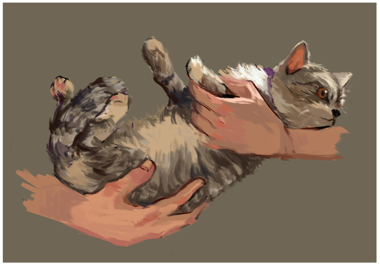 Cat Cat